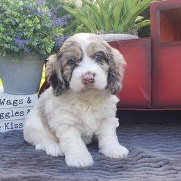 Cockapoo, Cocker Spaniel, and Goldendoodle Puppies from Robbin's Treasures