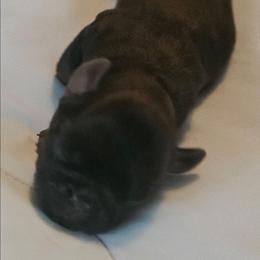 Black rough girl - Black female Brussels Griffon puppy in Huntsville, Alabama from Tammy's Brussels