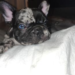 French Bulldog Puppies from French Bulldog