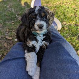 Helena - female Australian Mountain Doodle puppy in Placerville, California from Quartz Mountain Doodles