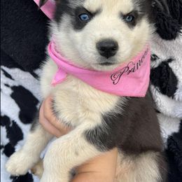 Siberian Husky Puppies from Siberian Huskies-Beckham the Great