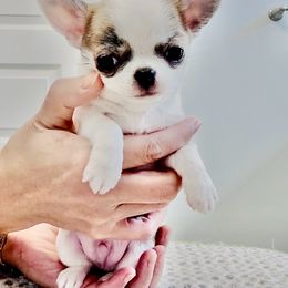 Boy, Love At First Sight ( tiny ) - Chihuahua puppy from Eva's Chihuahua