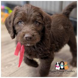 Adorable Chocolate Labradoodle Girls - Chocolate female Labradoodle puppy in Jeddo, Michigan from Apple Creek Doodles
