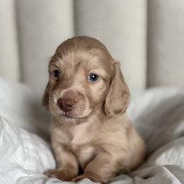 Cavapoo, Cockapoo, and Dachshund Puppies from Little Valley Puppies