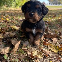 Linus - Tri-color male Bernedoodle puppy in Lancaster, Missouri from Cavapoo Acres
