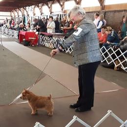 Norfolk Terrier and Norwich Terrier All Grown Up from Infinity Kennels