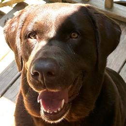 Jersey - Labrador Retriever