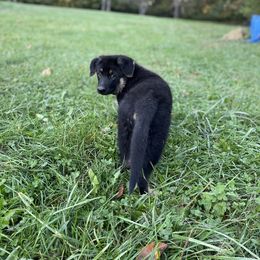 German Shepherd Puppies from Adelheid Shepherds