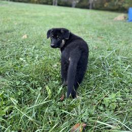 German Shepherd Puppies from Adelheid Shepherds