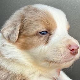 Wild Bill - Red merle male Australian Shepherd puppy in Stanford, Kentucky from Red Feather Aussies