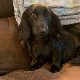Midnight - Dachshund