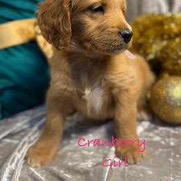 Cranberry - Red  female Goldendoodle puppy in Rockville, Minnesota from Bracha Poodles & Doodles
