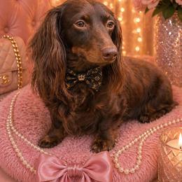 Midas - Dachshund