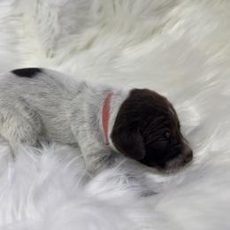 Pink - Liver roan female German Shorthaired Pointer puppy in Highland, Illinois from Big Daves Bird Dogs LLC,  BDBD