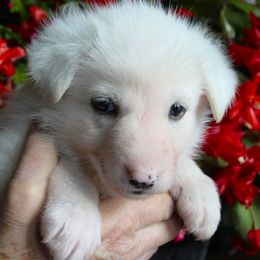 F - White female German Shepherd puppy in Yakima, Washington from Bahr-S German Shepherds