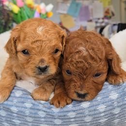 Cavapoo puppies from Rocky Desert Goldens and Cavaliers