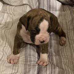 Sasha - Brindle female Boxer puppy in Hattiesburg, Mississippi from Sisco Boxers Tennessee