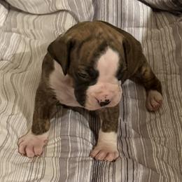 Sasha - Brindle female Boxer puppy in Hattiesburg, Mississippi from Sisco Boxers Tennessee