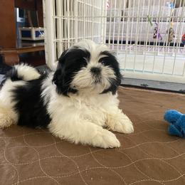 Boy 1 - male Shih Tzu puppy in Troy, Michigan from "Shihtzu Best Friend"