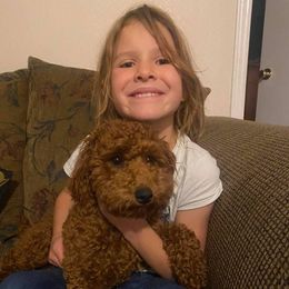 Poodle All Grown Up from Teton Poodles