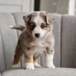 Australian Shepherd, Miniature American Shepherd, Miniature Australian Shepherd, and Toy Australian Shepherd Puppies from Painted Blue Aussies