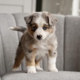 Australian Shepherd, Miniature American Shepherd, Miniature Australian Shepherd, and Toy Australian Shepherd Puppies from Painted Blue Aussies