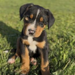 Maroon girl - Black, white and red female Greater Swiss Mountain Dog puppy in Woodland, Washington from Woodland Swissie’s