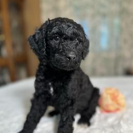 Jenna - Black female Goldendoodle puppy in Osage City, Kansas from Golden Ridge Goldens
