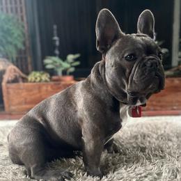 Bentley - French Bulldog