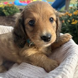 Tommy - Piebald male Dachshund puppy in West Plains, Missouri from Little Legs Legacy