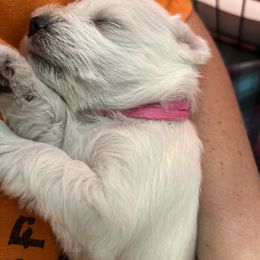 Miniature Schnauzer Puppies from S & S Miniature Schnauzer