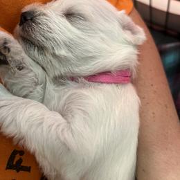 Miniature Schnauzer Puppies from S & S Miniature Schnauzer
