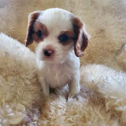 Peach - Blenheim female Cavalier King Charles Spaniel puppy in Northglenn, Colorado from Lucia's Cavalier King Charles Spaniels