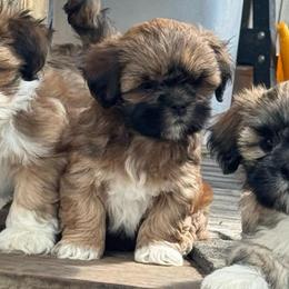 Hannah - Red gold female Lhasa Apso puppy in Snover, Michigan from Lhasa Fur Life