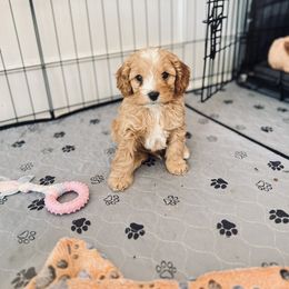 Cavalier King Charles Spaniel and Cavapoo Puppies from Cumberland Cavaliers