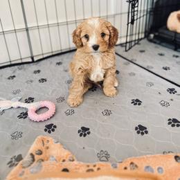 Cavalier King Charles Spaniel and Cavapoo Puppies from Cumberland Cavaliers