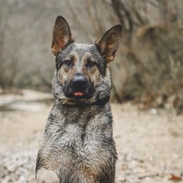 German Shepherds from Living Waters Shepherds