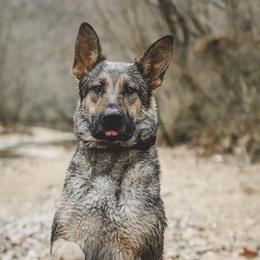 German Shepherds from Living Waters Shepherds