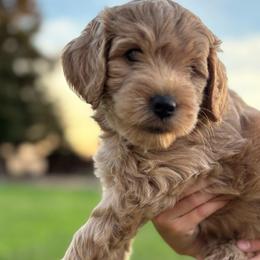 Pick #1 - Apricot male Goldendoodle puppy in Merced, California from Old Lake Doodles