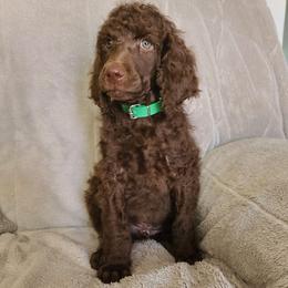 Green collar, Otto - Brown male Poodle puppy in Colorado Springs, Colorado from Silly's Standard Poodles