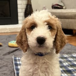 Goldendoodle Puppies from Cali Doodles