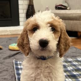 Goldendoodle Puppies from Cali Doodles