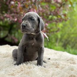Skye - Blue female Great Dane puppy in Beulah, Michigan from Northwood Euro Danes and Bassets