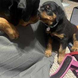 Rottweiler Puppies from CG Rottweilers