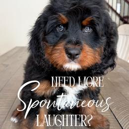 Vader - Tri-color male Bernedoodle puppy in South Jordan, Utah from Wonderful World Doodles