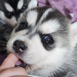 Siberian Husky Puppies from Spirit of the Moon Siberians