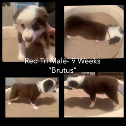 Australian Shepherd Puppies from Virginia Australian Shepherds