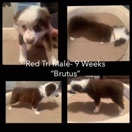 Australian Shepherd Puppies from Virginia Australian Shepherds