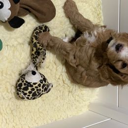 Goldendoodle Puppies from Salty River Doodles