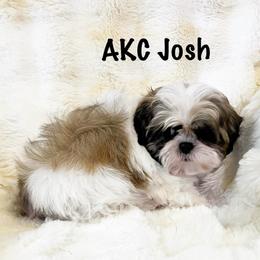 AKC Josh - Tricolor male Shih Tzu puppy in Greenville, South Carolina from Babyface Shih Tzu
